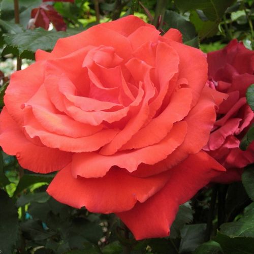 Shop - Rosa Fragrant Cloud - orange - floribunda-grandiflora rosen  - stark duftend - Mathias Tantau, Jr. - Robuste und gesunde Rose mit bemerkenswert intensivem Duft. Geeignet als Solitair oder Schnittrose und ist eine beliebte Sorte bei Ausstellungen.